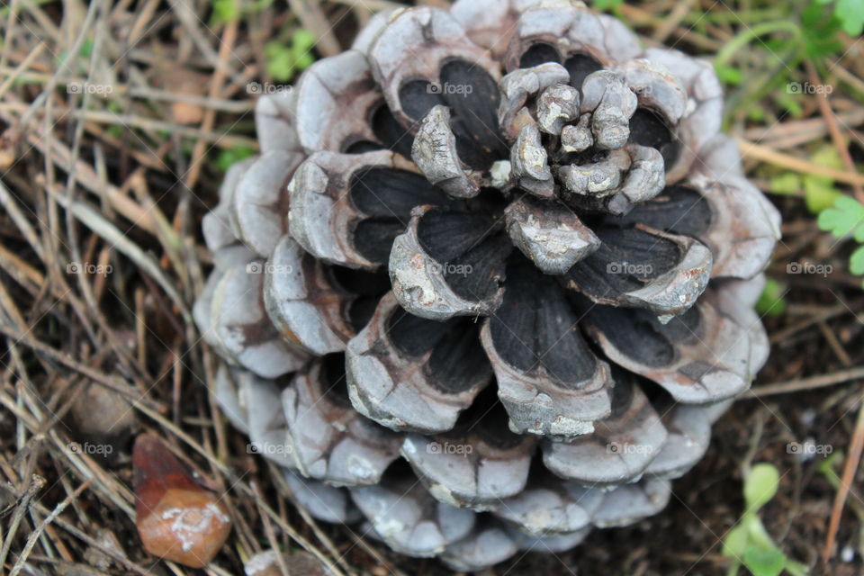 pine cone