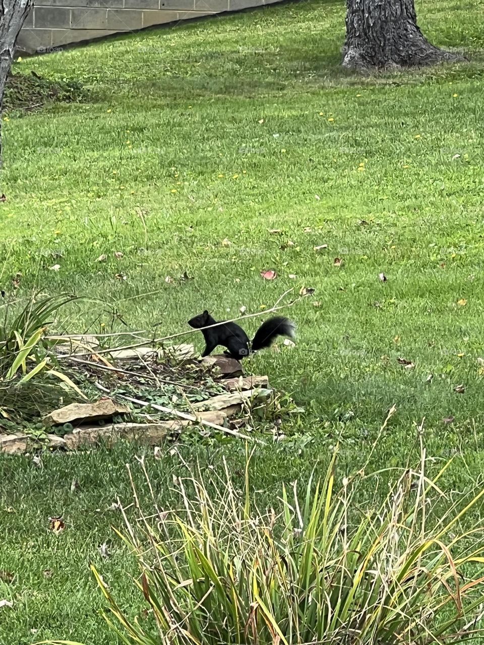 Black squirrels