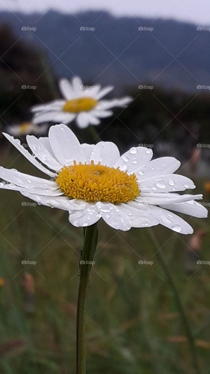 raindrops on the daisies