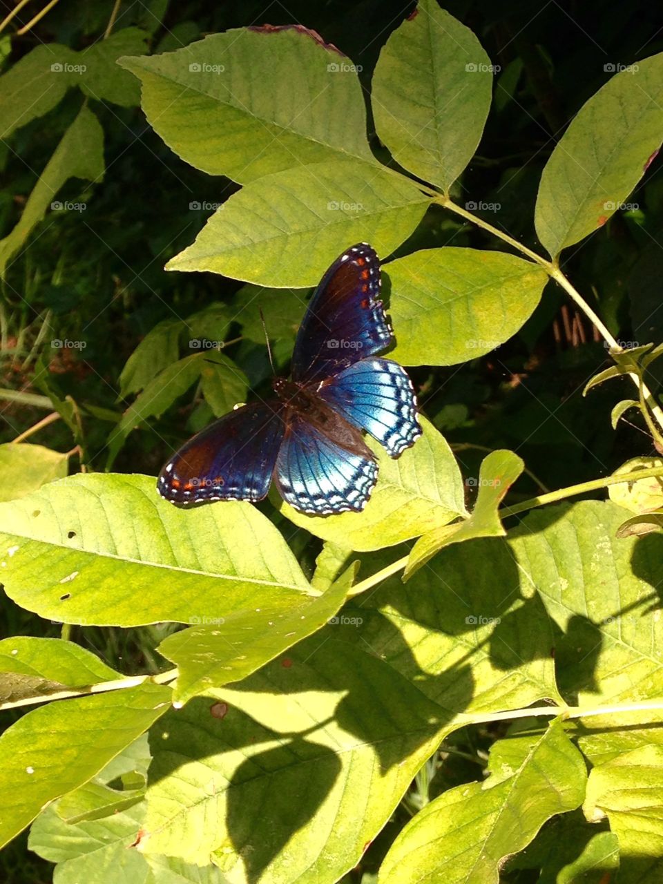 Butterfly friend