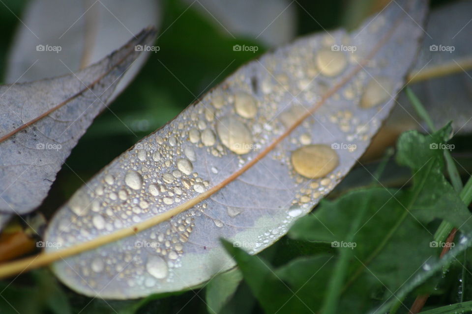 drops on leaf. morning walk adventures