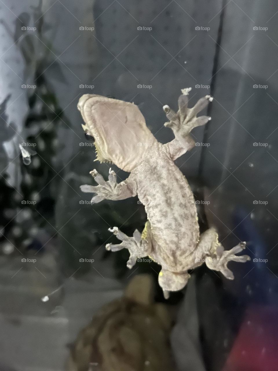 Gecko