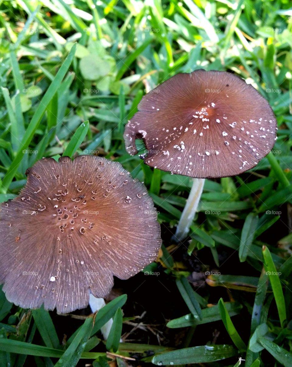 Brown Mushrooms