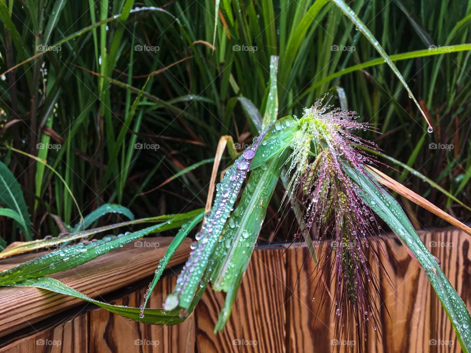 Green grass with raindrops 