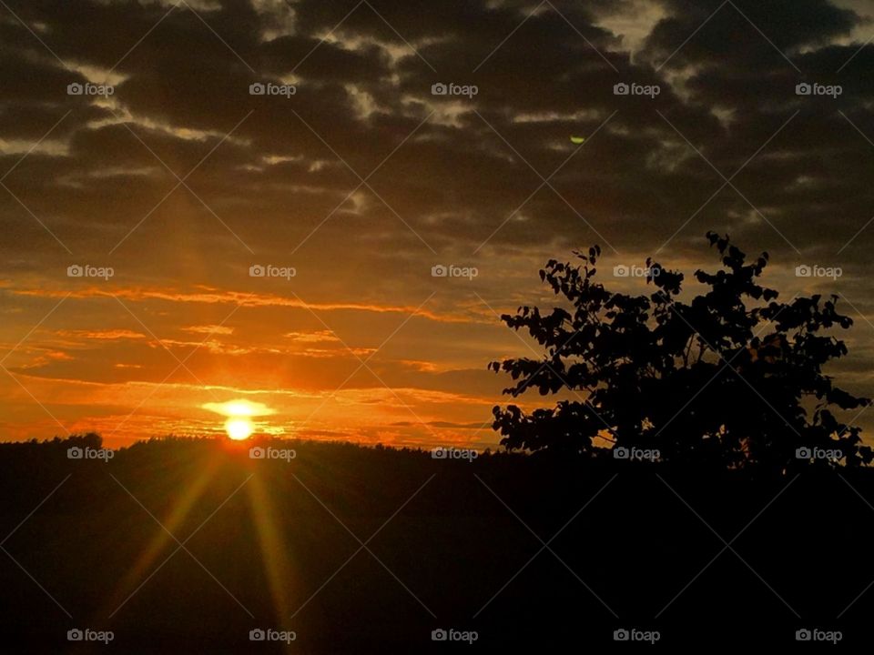 Tree silhouette and sunset 