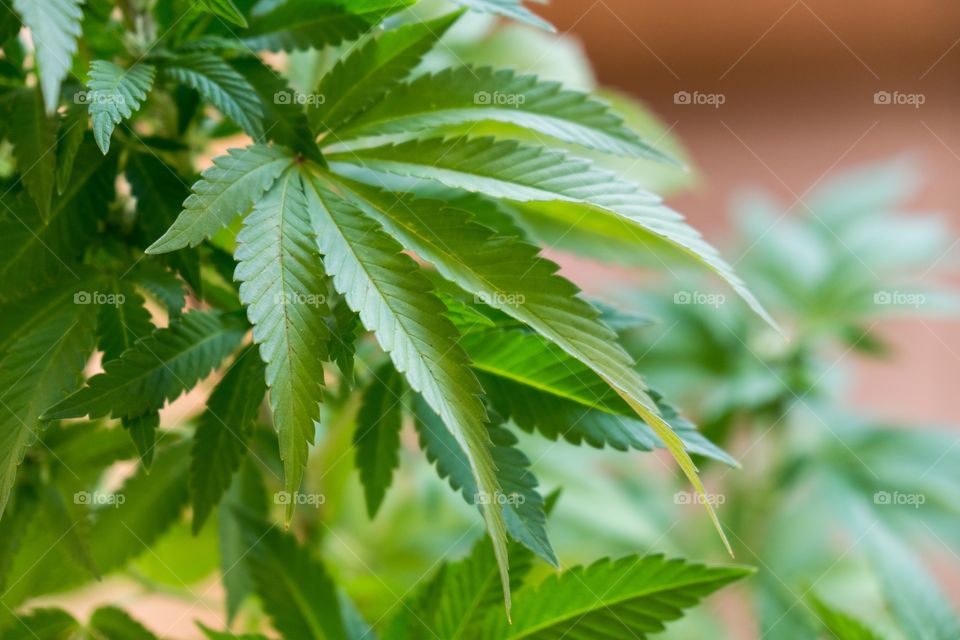 Cannabis plant. Czech Republic