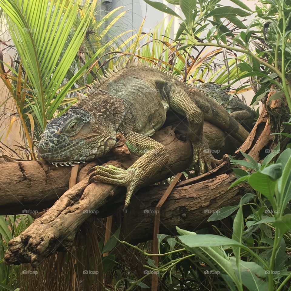 Iguana