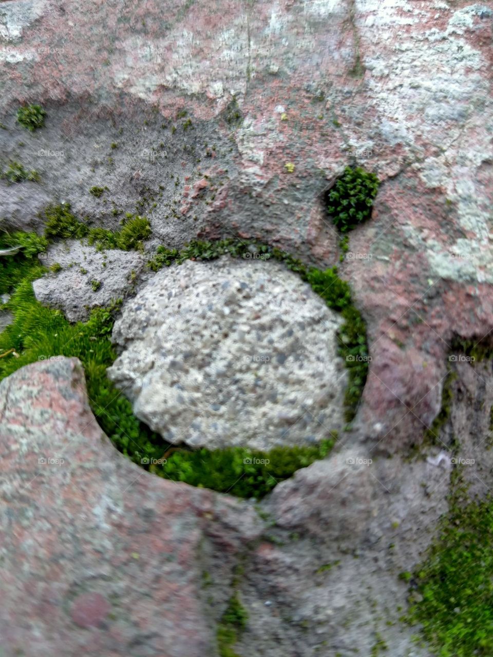 Trees grow anywhere and no one can stop them