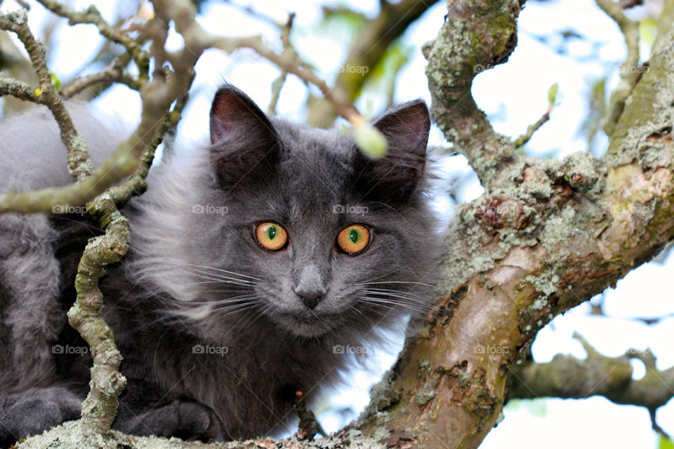 NORWEGIAN FOREST CAT