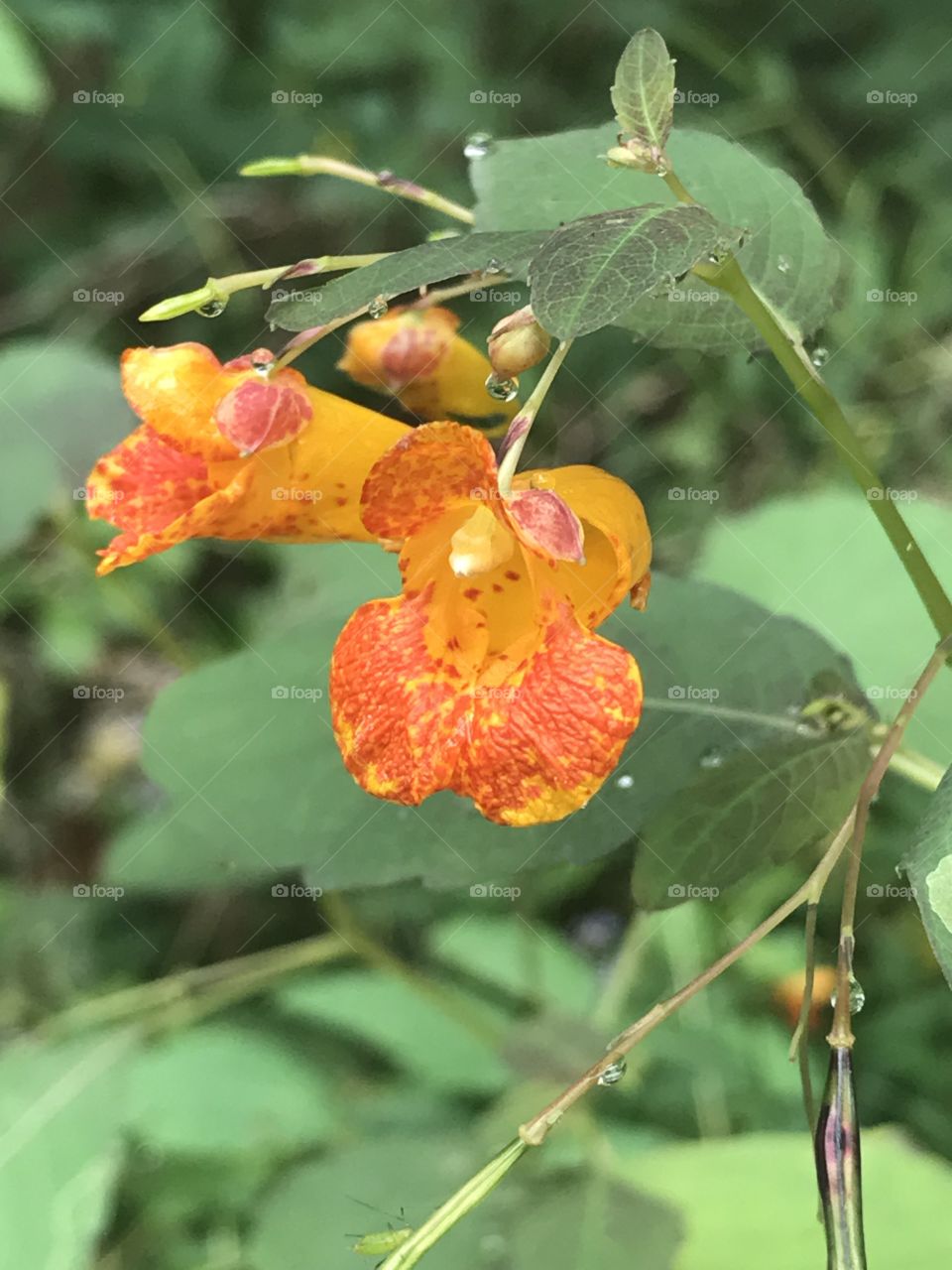 Beautiful orange snapdragon flowers. 