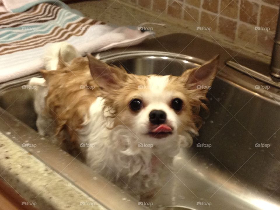 Chihuahua takes a bath
