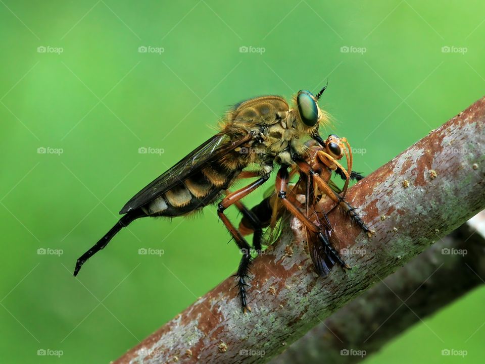 Robberfly (Asilidae)
Female Robberfly capture when eating a lunch
at Magelang, Central Java, Indonesia