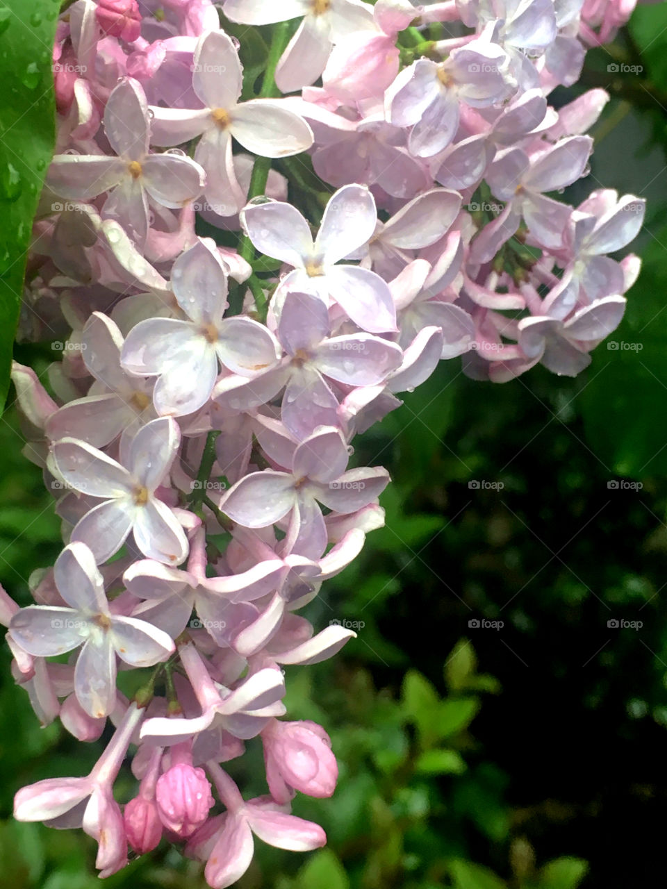Raindrops on the flowers lilacs 