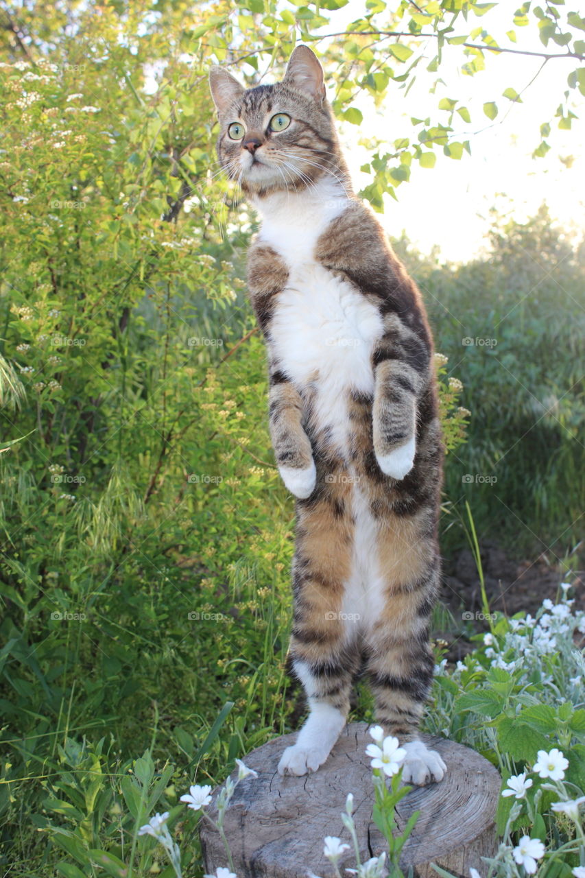 cat standing on stump on its hind legs