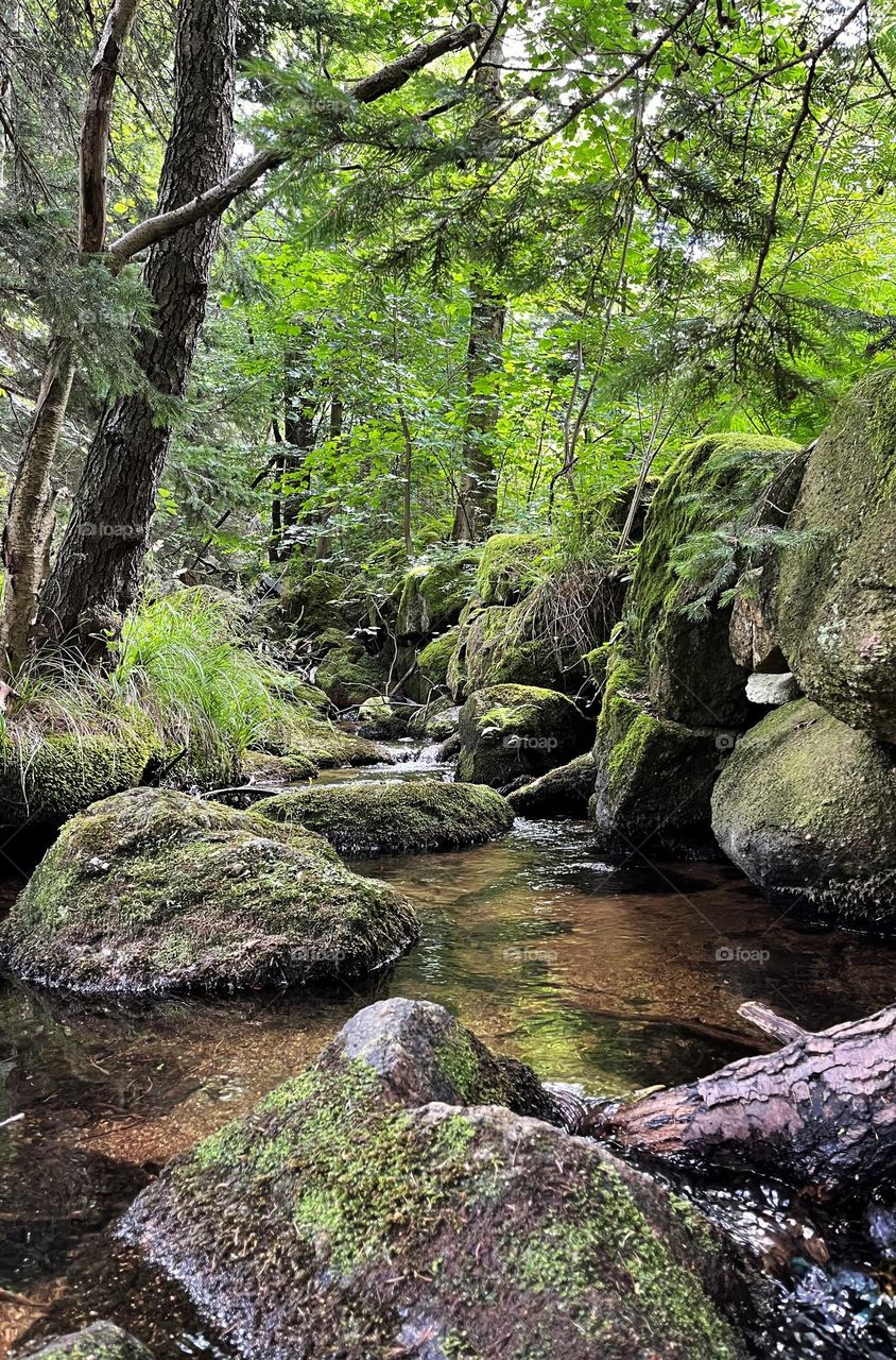 Green trees and a crystal clear stream fill the air with freshness and coolness. This forest is so mysterious and beautiful. As if elves live here.