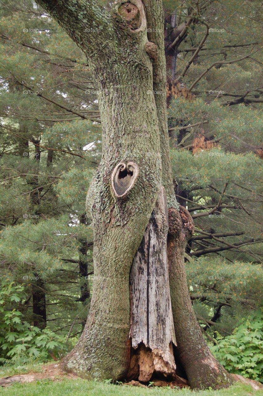 Hidden Heart Tree. Beautiful tree with awesome tree knot in the shape of a heart
