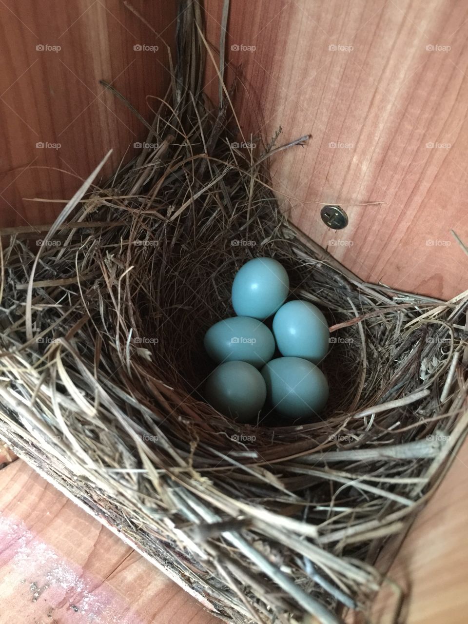 Bluebird eggs in birdhouse