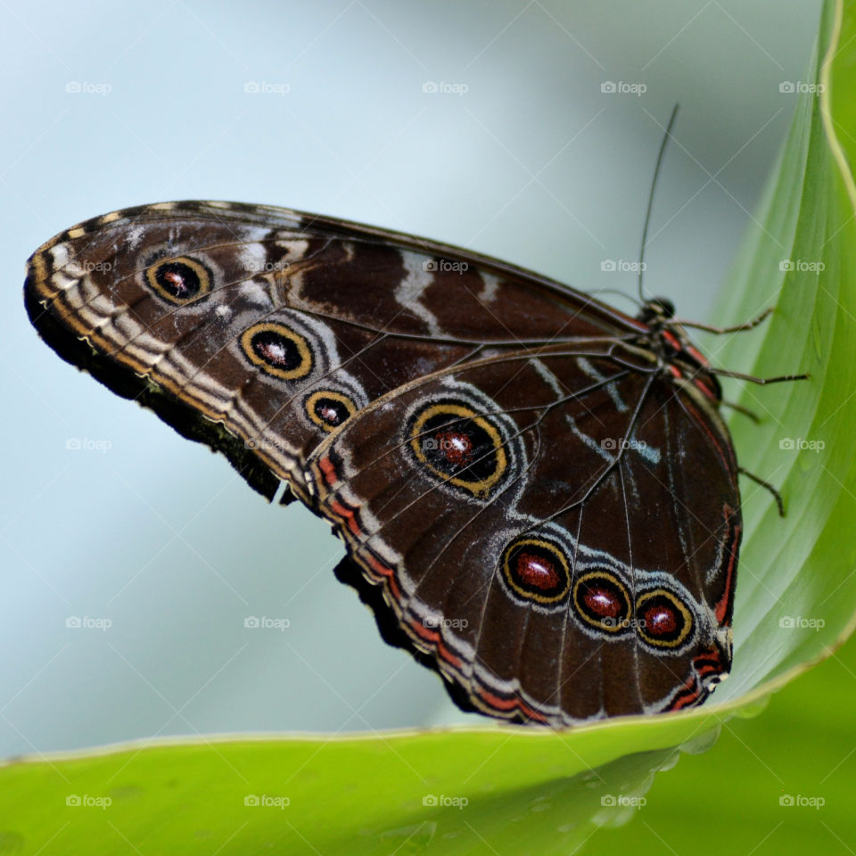 Butterfly in sanctuary