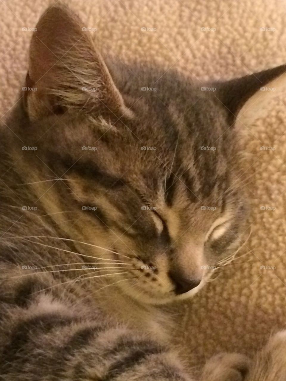 Sleepy kitty