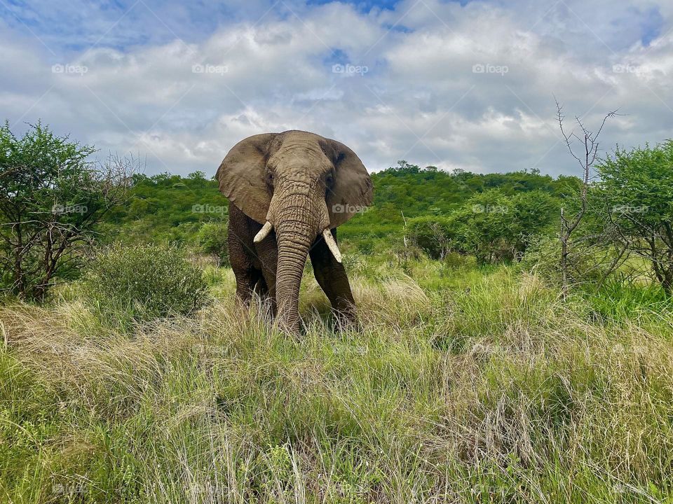 Elephant grazing