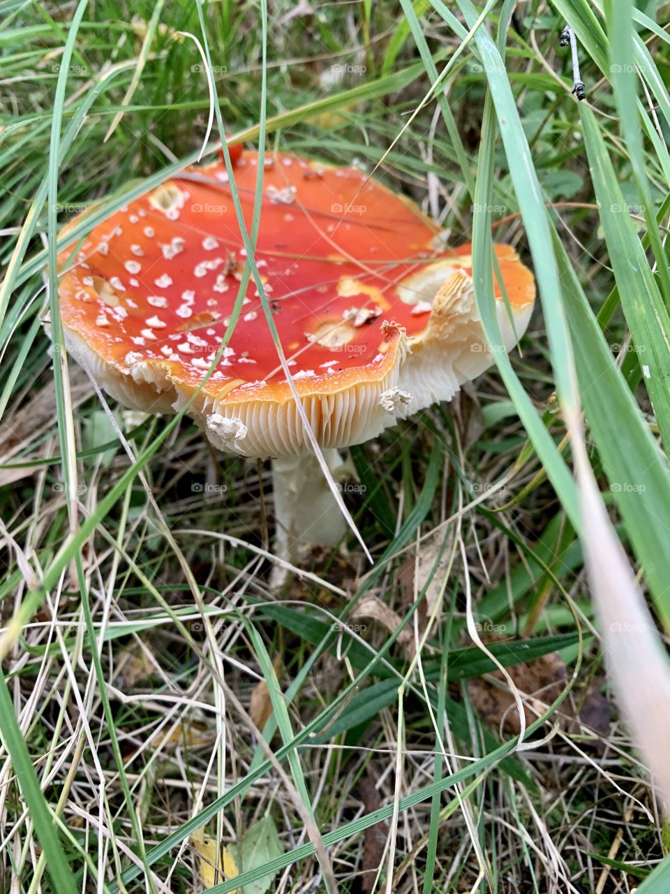 Fly agaric in the forest