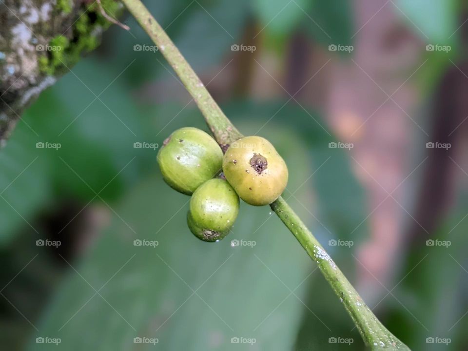 coffee fruit☕