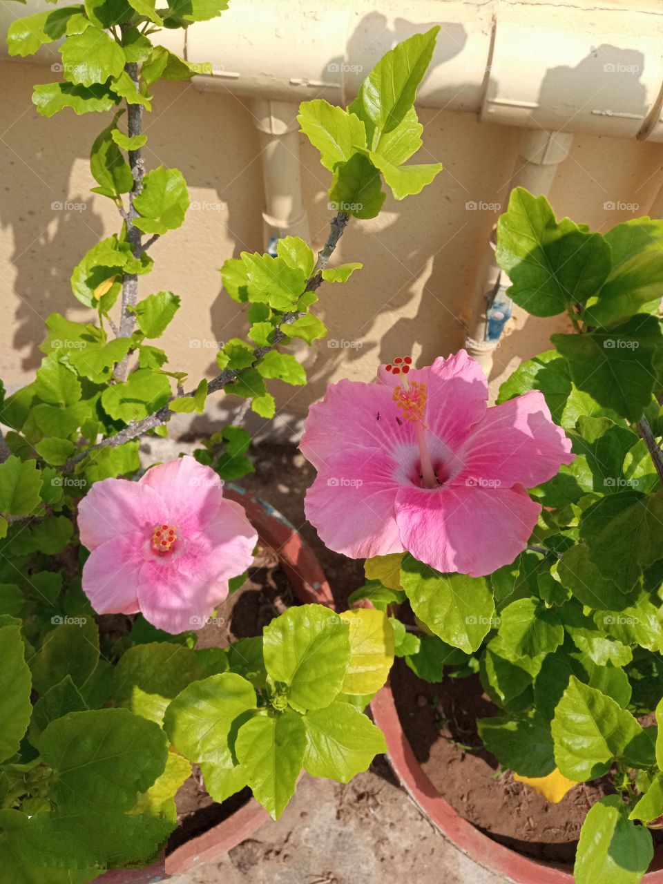 beautiful pink hibiscus🌺 flowers🌸🌺🌻🌹🌷🌼💐 in our garden