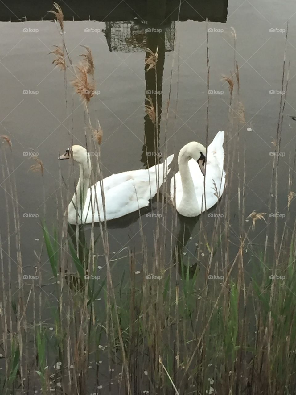 Swans