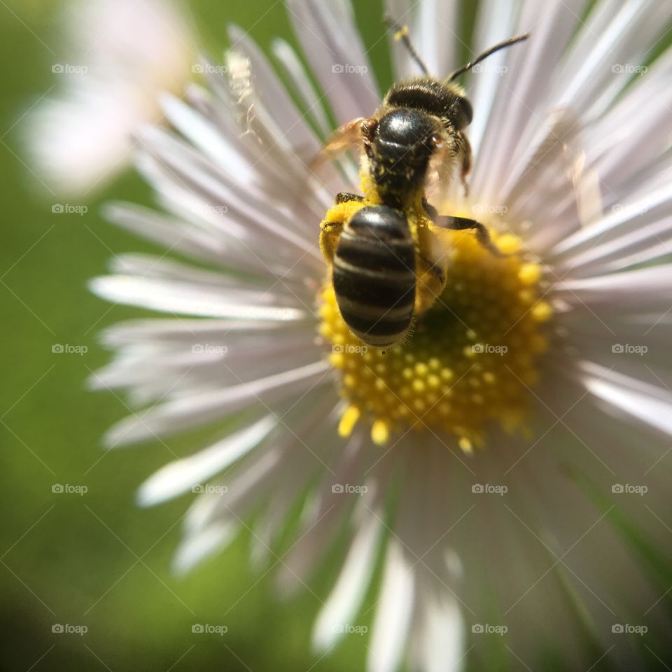 Bee on flower in garden