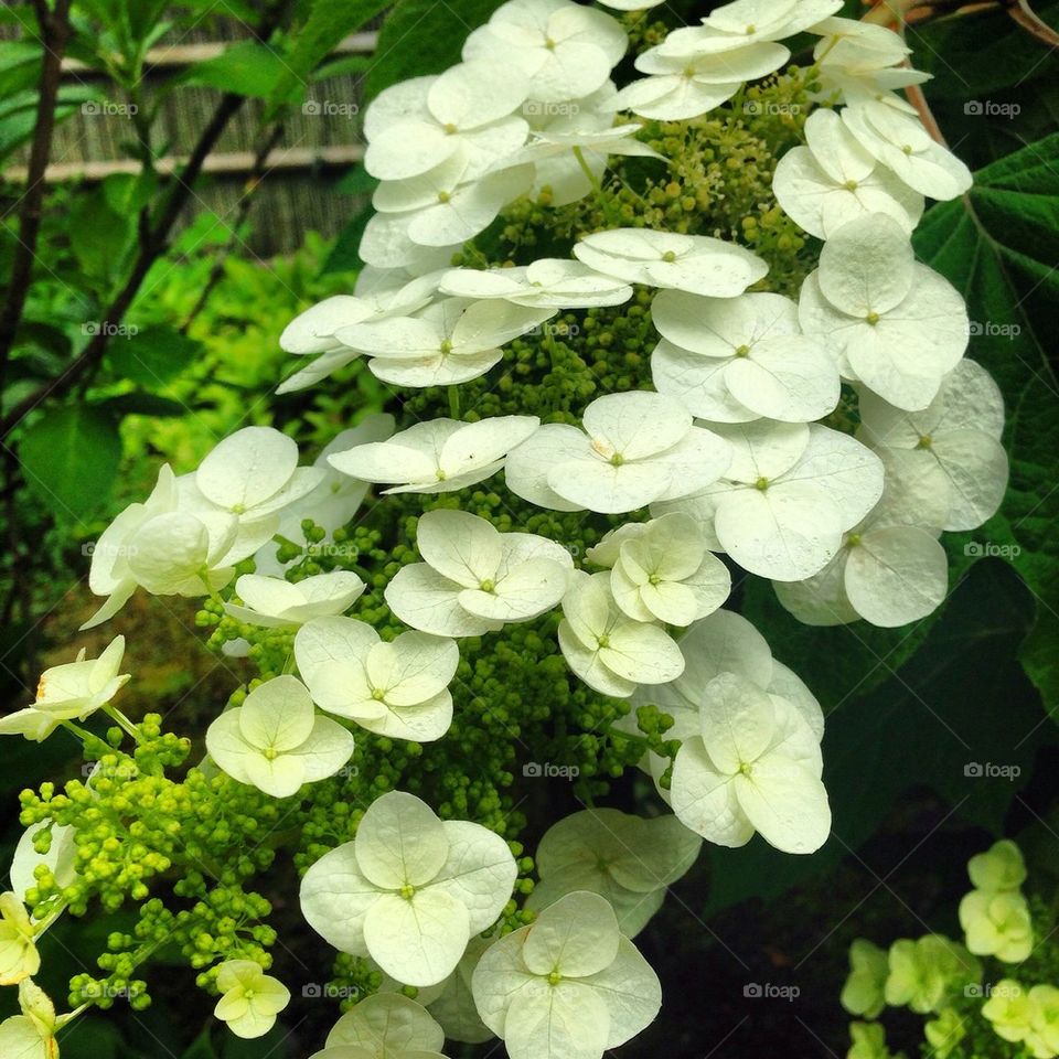 White Hydrangea 