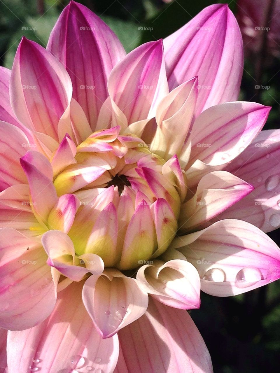 Close-up of a pink flower