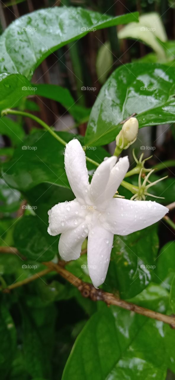 Philippines national flower... Sampaguita