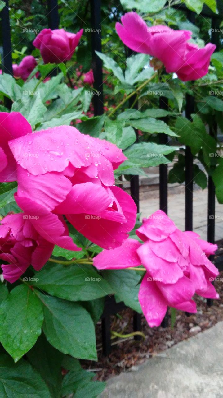 Flower, Garden, Nature, Flora, Leaf