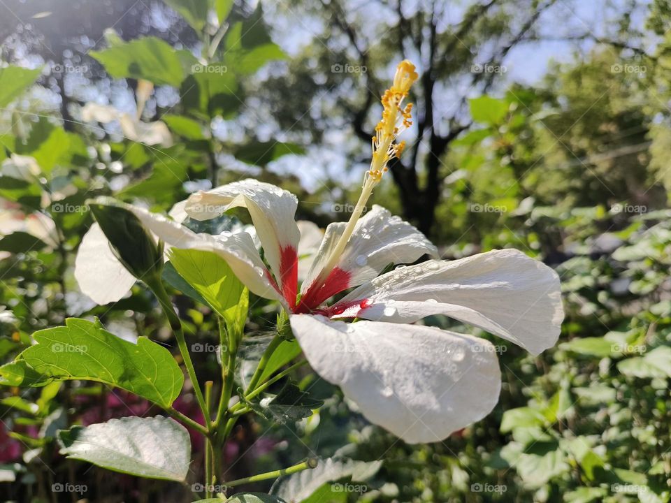 Bright Hibiscus in Chulu Ranch