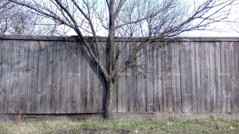 tree against a gray fence