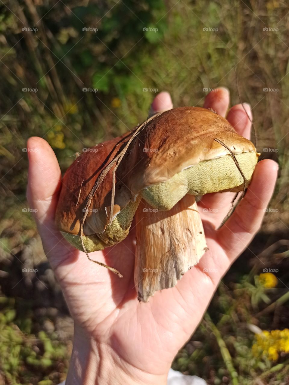Autumn time! Time to pick mushrooms