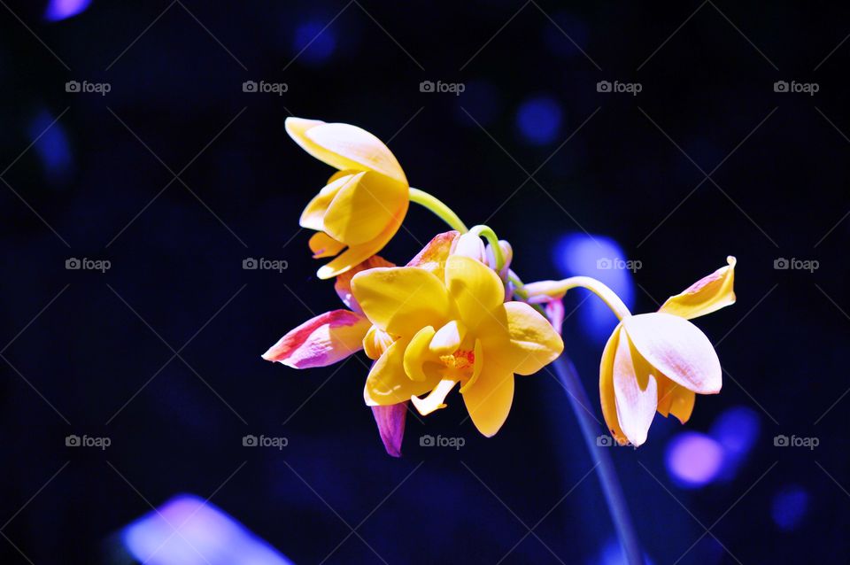 Flowers growing on a tree trunk in the Florida sun 