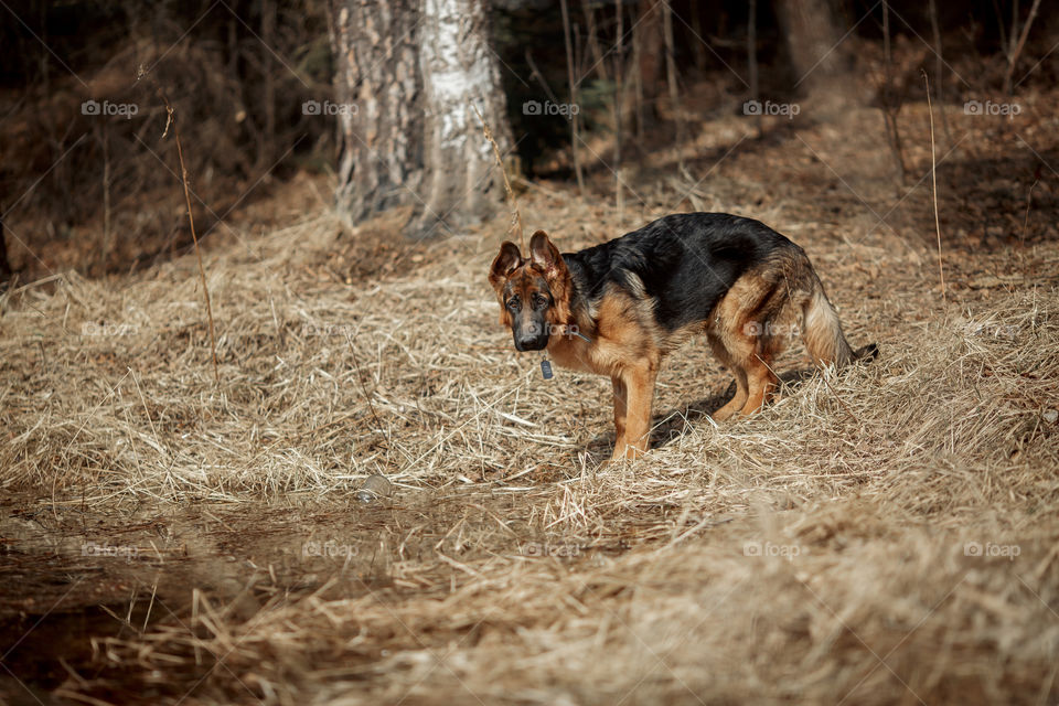 German shepherd young male dog walking outdoor at spring day