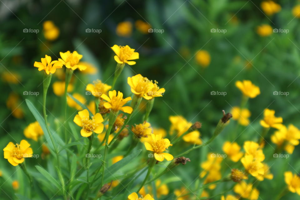 portrait of a flowers