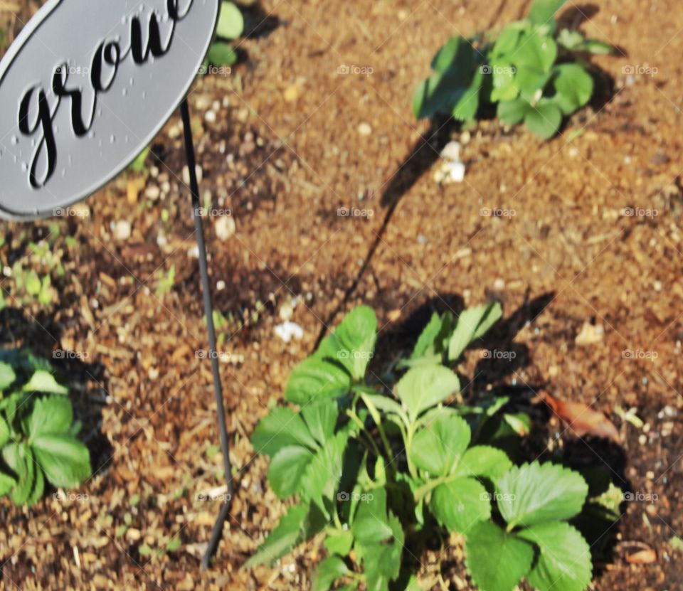 My garden! Fresh homegrown strawberries from my garden! Grow your own food for freshness!