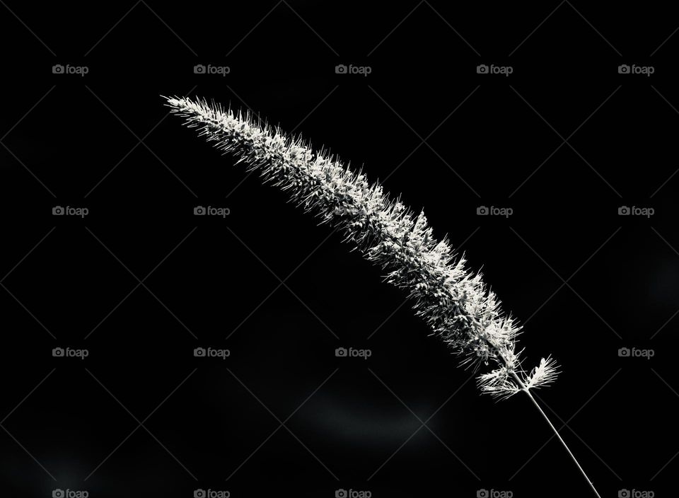 Fox tail millet grass - monochromatic- BW Style 