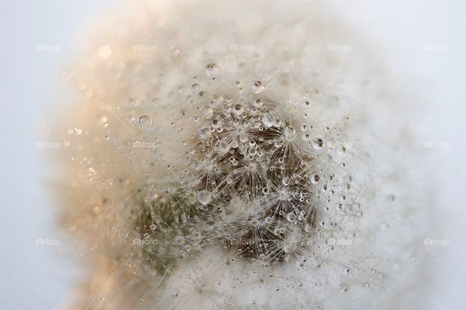 Dried dandelions with water drops