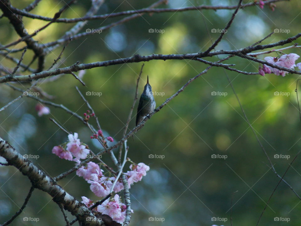 Hummingbird