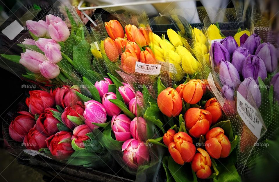 Red, pink, yellow, orange, purple tulips collection in a bucket