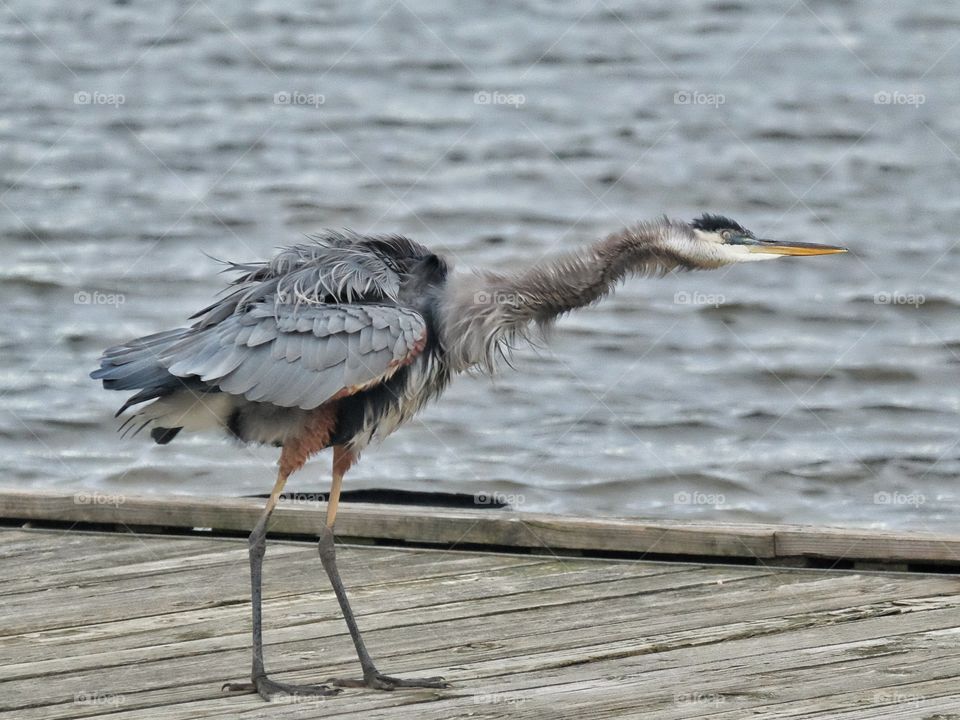 A Great Blue Heron Dancing to Taylor Swift
