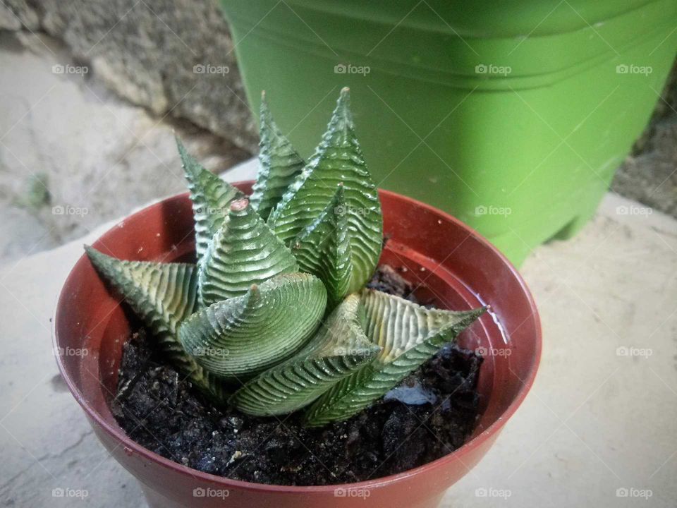 Cactus em um vaso de plantas, exótica e exuberante.
