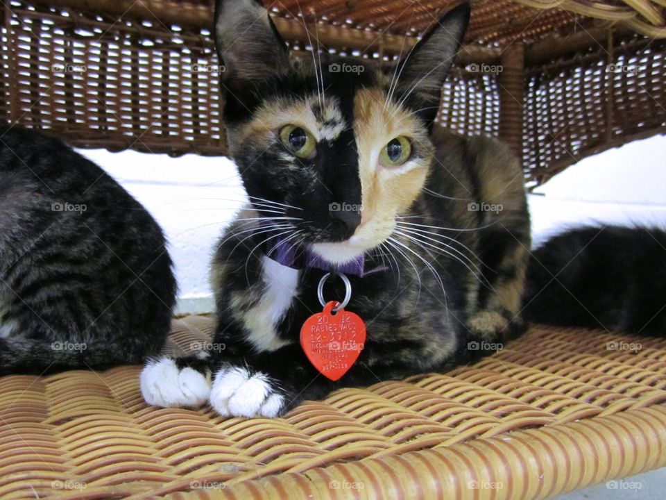 Tortoiseshell Cat. Waiting for new home