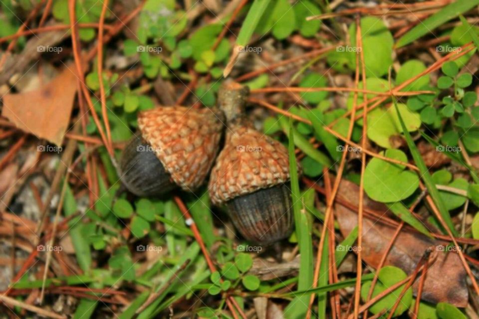 Acorns 2. A close up of the acorns in our neighborhood.