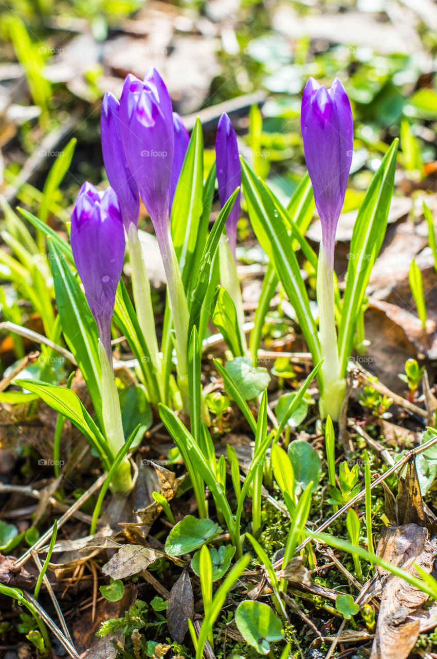 Spring flowers - crocuses