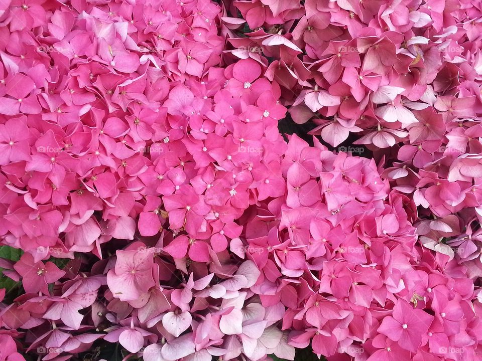 Pink flowers!